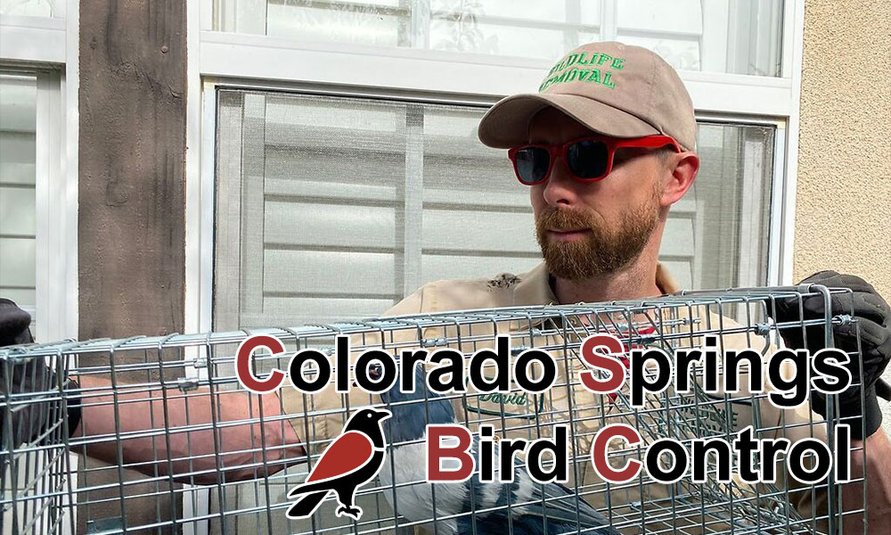 Colorado Springs Bird Control